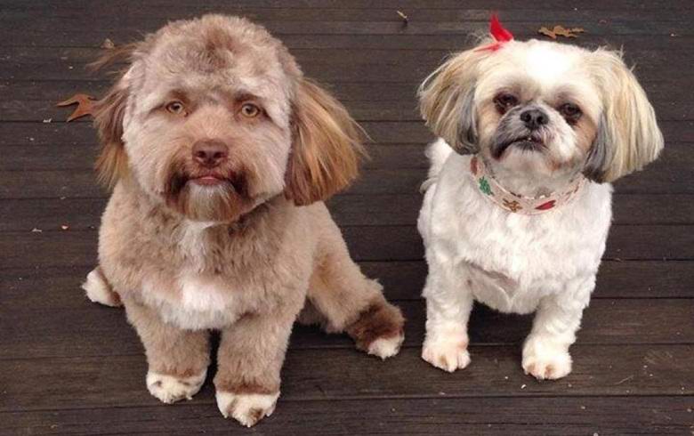 Un cane con la faccia di una persona ti tocca o ti spaventa