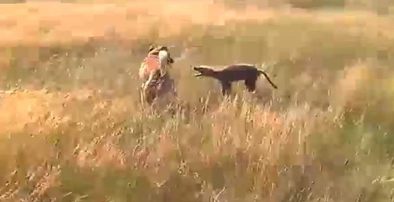 Il cane sta combattendo un animale misterioso vicino a Volgograd