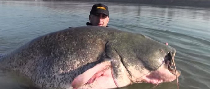 Il pesce gatto si è rivelato un gigante