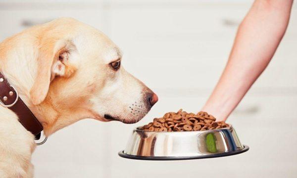 Perché sognare di nutrire un cane 