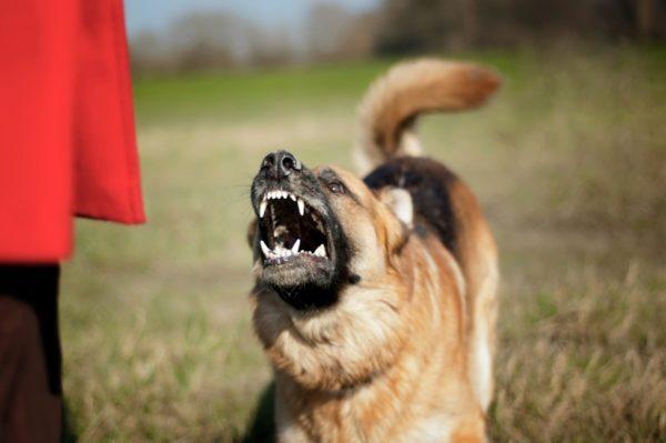 Attacco di cane 