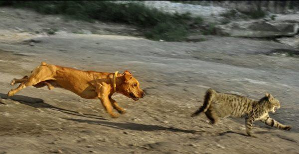 Il cane ha attaccato il gatto 