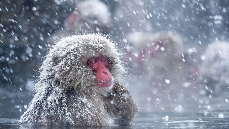 L'astuzia dei macachi giapponesi è semplicemente sorprendente.