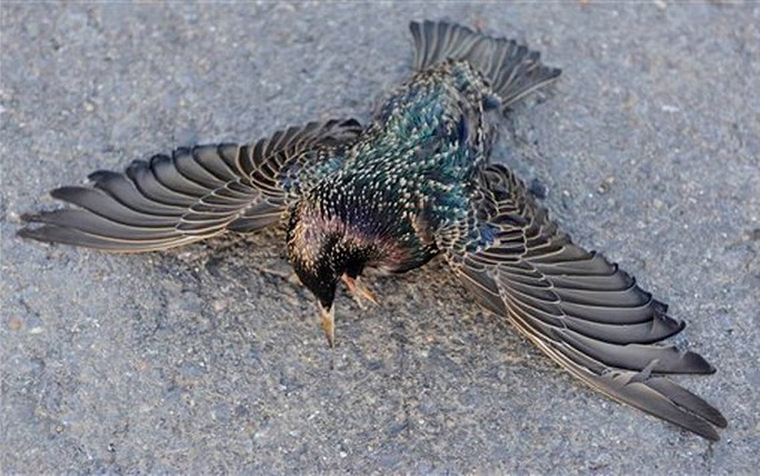 Centinaia di storni morirono all'istante e caddero a terra nello Utah