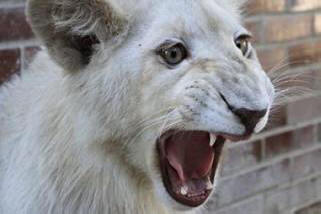 I dipendenti dello zoo cinese sono riusciti miracolosamente a salvare una bambina dalla bocca di un leone. Video