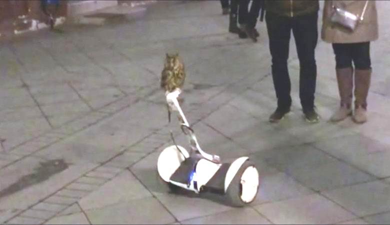 Il gufo ha girato la città su un segway