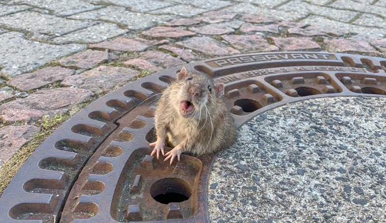 I soccorritori hanno liberato un topo grasso bloccato in un portello di fogna