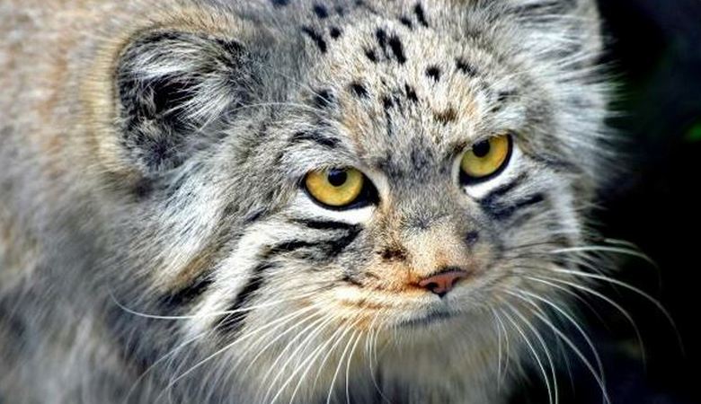 Una vecchia che ha protetto un gattino, ha un amico fedele e un protettore