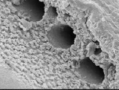 Il vetro non può essere rotto presto.