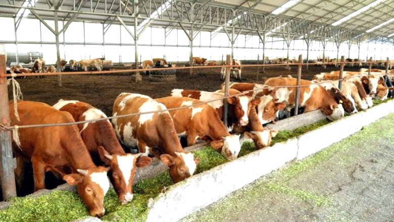 Vale la pena rinunciare massicciamente alla carne