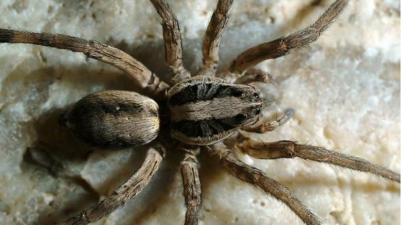 Vale la pena uccidere i ragni?