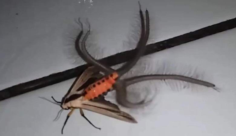 Una strana talpa ha spaventato Internet con il suo aspetto