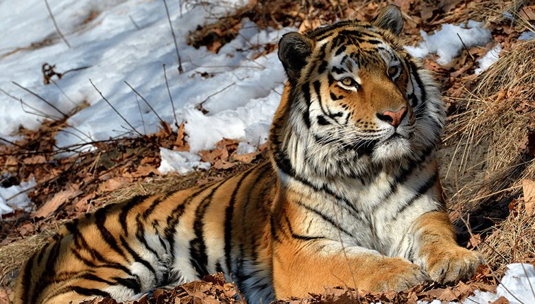 Una strana tigre ha sconcertato gli scienziati