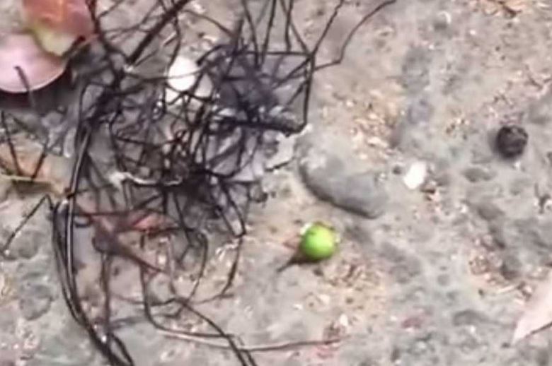 Una strana creatura di Taiwan, molto simile a un alieno