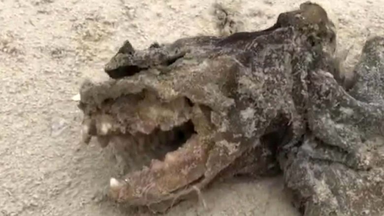 Una strana creatura gettata su Charleston Beach