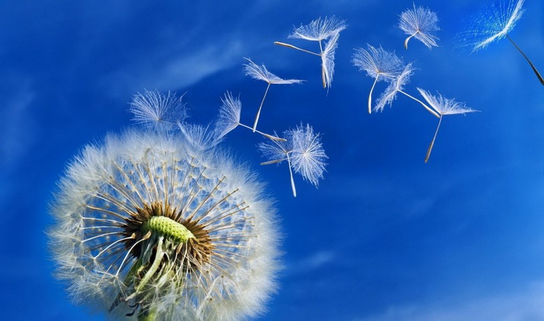 La struttura dei semi di tarassaco è molte volte più efficace di dispositivi simili inventati dall'uomo