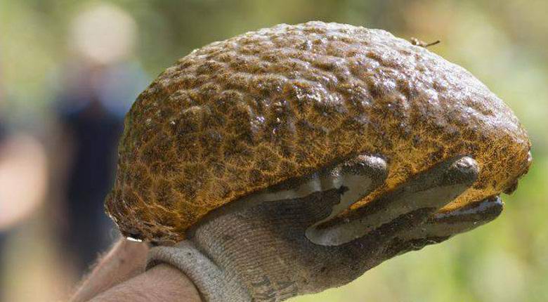 Una creatura simile a un cervello umano è stata trovata in una laguna canadese.