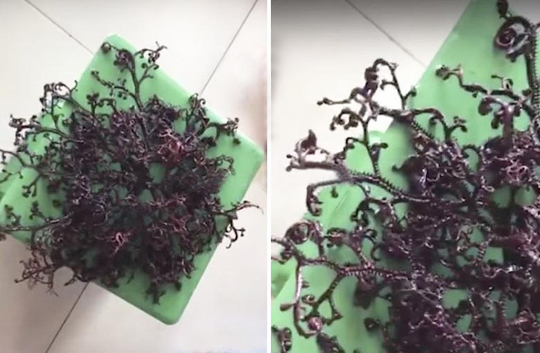 Una creatura di origine sconosciuta trovata in Vietnam