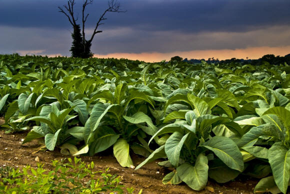 Campo di tabacco minaccioso al crepuscolo. Notare due iny mulini a vento visibili all'orizzonte