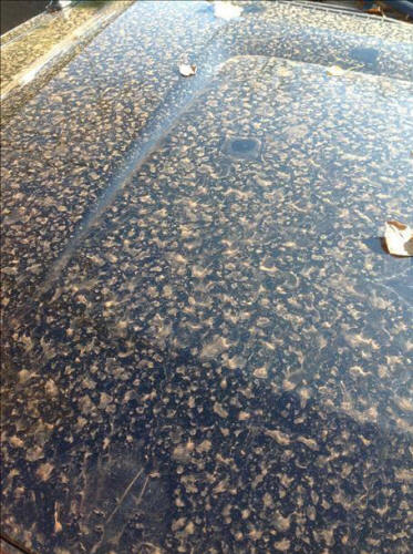 Visualizza immagine su Twitter