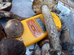 Le misteriose radiazioni hanno attaccato i cervi norvegesi