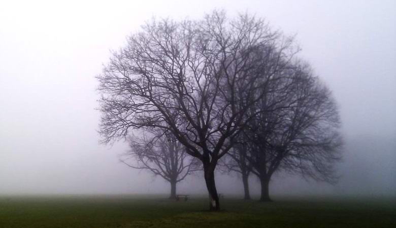 Il mistero avvolge gli alberi sospesi avvelenati a Norfolk