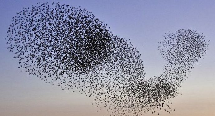 Starling Dance - Murmuration