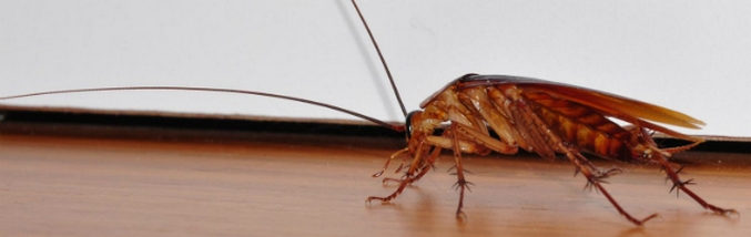 Uno scarafaggio è quella persona!