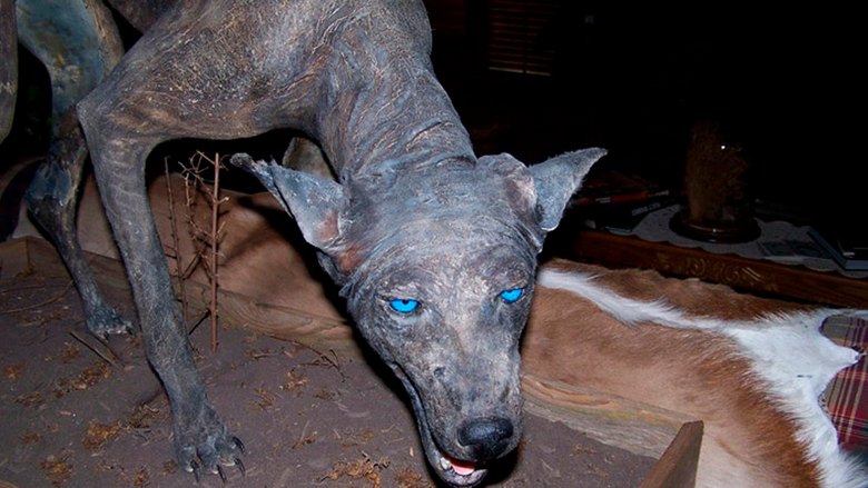 Ora Chupacabra ha spaventato il popolo del Kazakistan