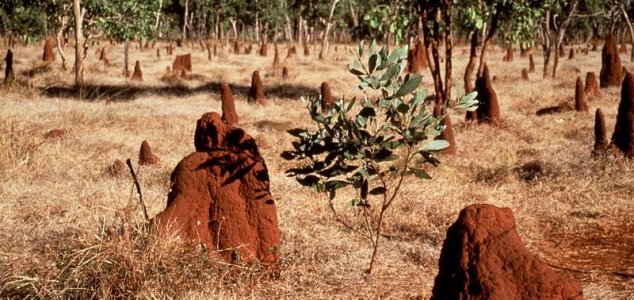 Le termiti aiutano ad affrontare i cambiamenti climatici