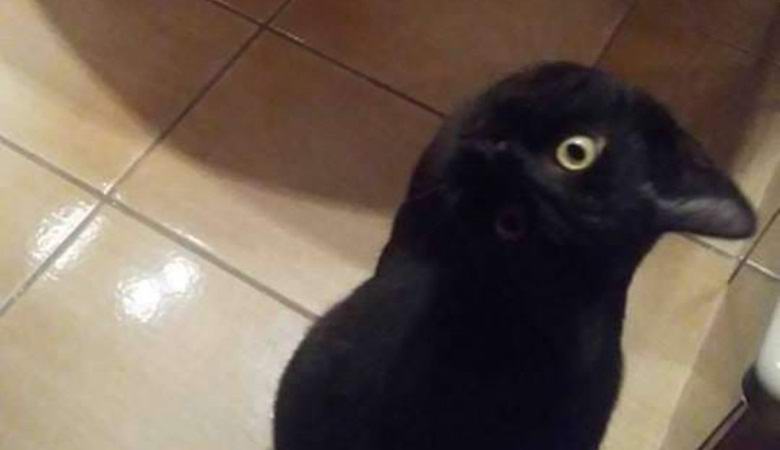 O un uccello o una bestia: Internet era divertito da un'insolita illusione ottica