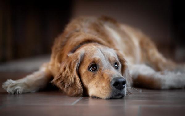 libro dei sogni cane incinta 