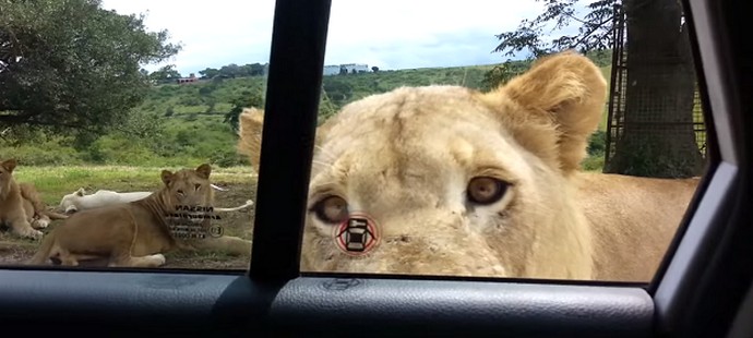 Turisti, attenzione agli animali intelligenti!