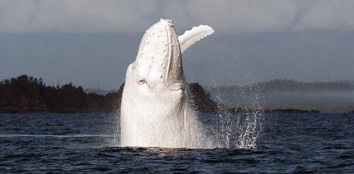 Una rara balena albina fotografata al largo della costa australiana