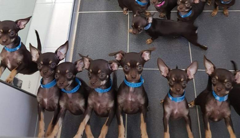 Il cane più clonato al mondo ha cinquanta