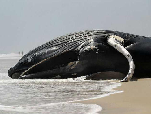 Uccidendo 800 delfini, il virus ha iniziato a distruggere le balene