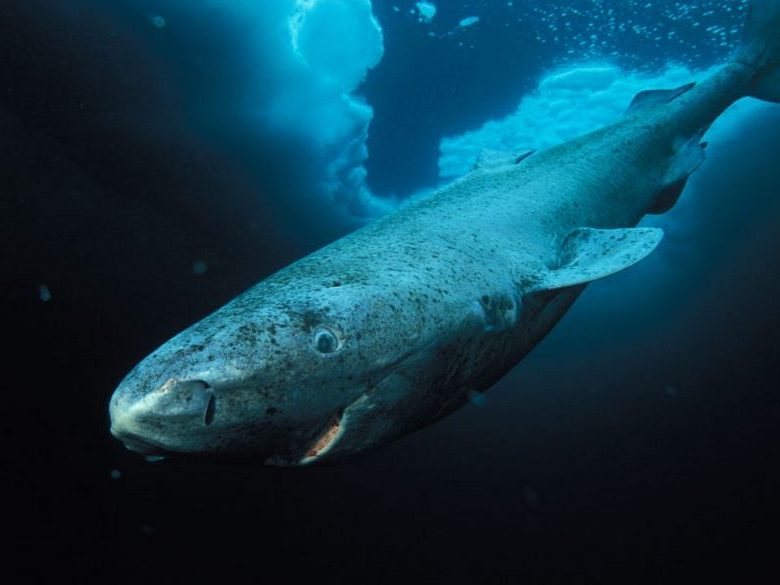 Gli scienziati hanno trovato uno squalo che vive da più di cinquecento anni