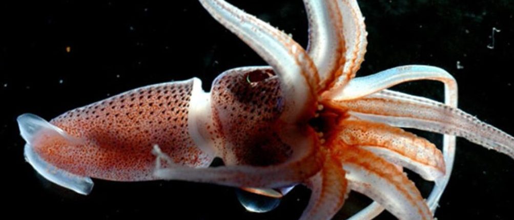 Gli scienziati hanno scoperto che i calamari possono modificare il loro RNA senza problemi 
