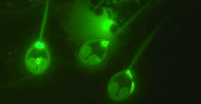 Gli scienziati hanno scoperto il primo 