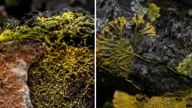 Gli scienziati hanno scoperto una misteriosa creatura autorigenerante.