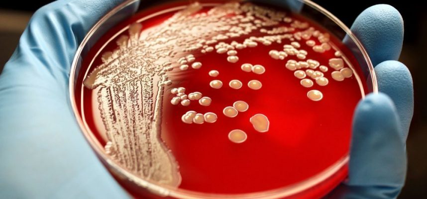 Gli scienziati hanno scoperto 12.000 nuovi tipi di microbi 