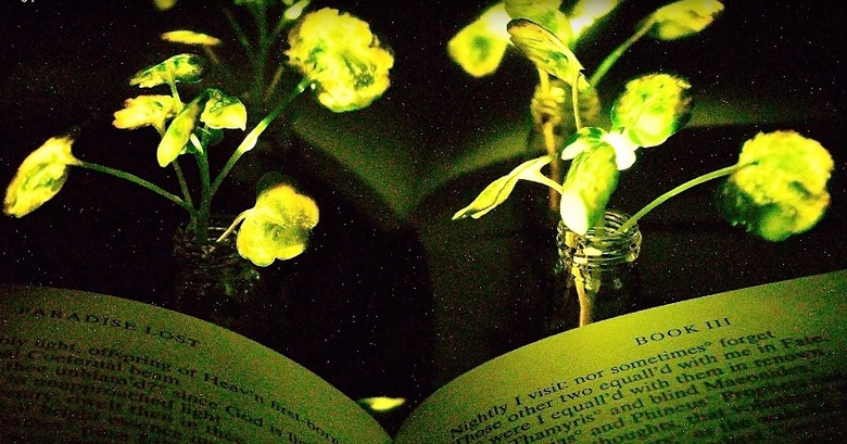 Gli scienziati si avvicinano alla creazione di piante luminose