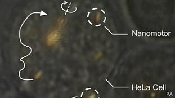 Gli scienziati sono stati in grado di controllare i nanomotori all'interno di una cellula vivente