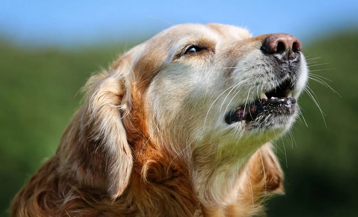 Scienziati: il naso del cane è una vera termocamera