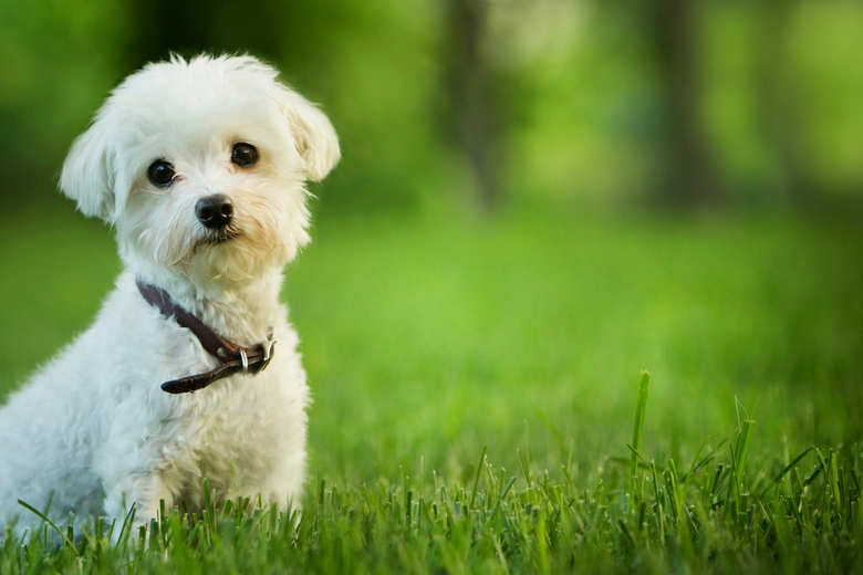 Gli scienziati creano un traduttore dal linguaggio animale al linguaggio umano