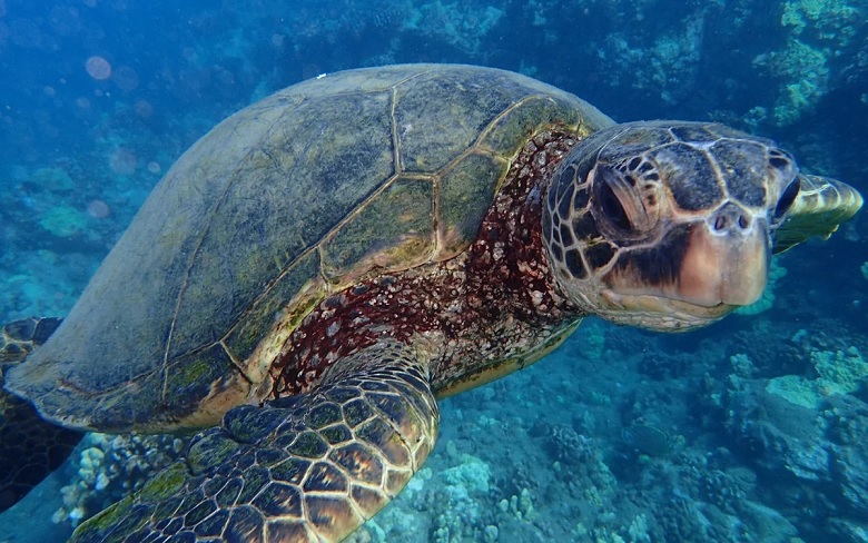 Gli scienziati hanno scoperto perché le tartarughe marine inghiottono la plastica