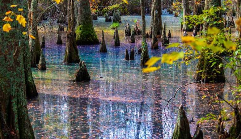 Una straordinaria palude arcobaleno scoperta in Virginia