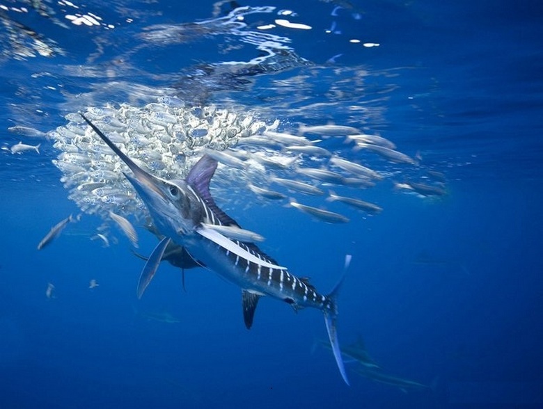 La straordinaria creazione del mare: una spada vivente di pesce ram