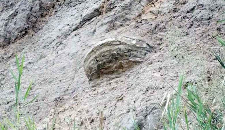 L'ufologo afferma di aver scoperto la materia organica pietrificata vicino a Saratov sotto forma di