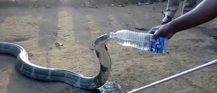 Un cobra che muore di sete ha chiesto alla gente acqua